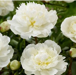 Pfingstrose weiß - Duchesse de Nemours