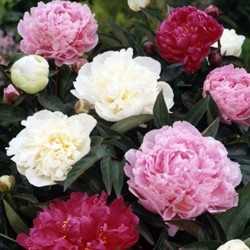 Pfingstrosen Weiß, Rot & Rosa - Paeonia