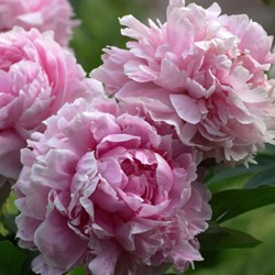 Pfingstrosen Rosa - Sarah Bernardt