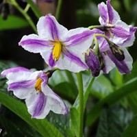 Pepino, Meloenpeer - Solanum muricatum-2