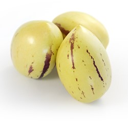 Pepino, Melonenbirne – Solanum muricatum