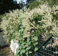 Persicaria amplexicaulis Alba - Witte Duizenknoop