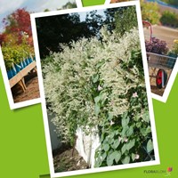 Persicaria amplexicaulis Alba - Witte Duizenknoop-3