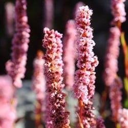 Persicaria affinis Darjeeling Red - Knöterich