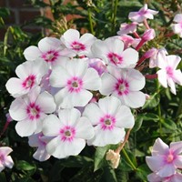 Phlox paniculata Europa - Flammenblumen