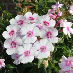 Phlox paniculata Europa - Flammenblumen