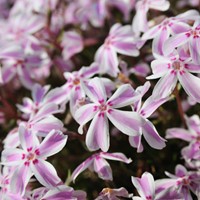 Kruipende Vlambloem Candy Stripes - Phlox Subulata
