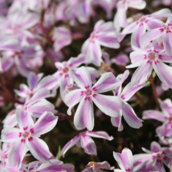 Kruipende Vlambloem Candy Stripes - Phlox Subulata