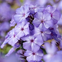 Phlox paniculata Blue Paradise - Vlambloem