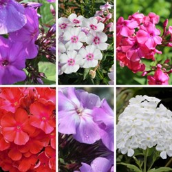 Phlox Paniculata mischung Hoher Stauden-Phlox (Sechserpack)
