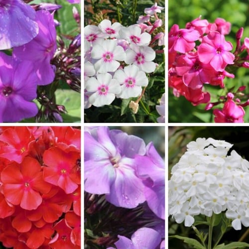Phlox Paniculata mischung Hoher Stauden-Phlox (Sechserpack)