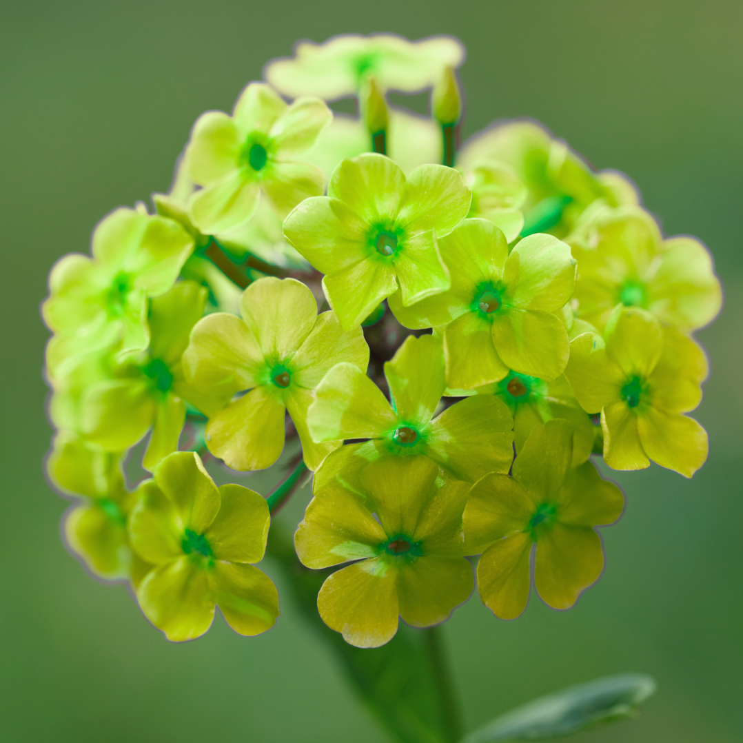 Phlox Paniculata Orchid Green Kaufen Einfach Online Bestellen 