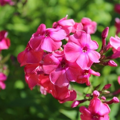 Phlox Paniculata Tenor - Flammenblumen