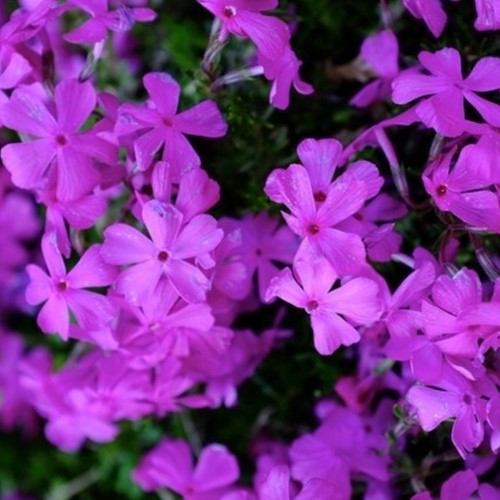 Polster-Phlox Purple Beauty - Phlox subulata (Dreierpack)