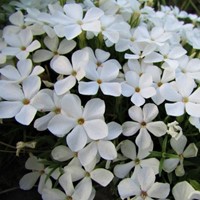 Phlox Subulata White Delight - Polster-Phlox (Sechserpack)