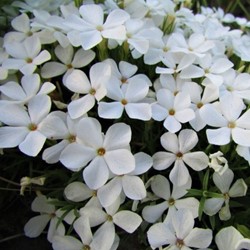 Phlox Subulata White Delight - Polster-Phlox (Sechserpack)