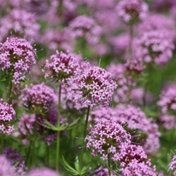 Phuopsis stylosa - Perzische kruisjesplant