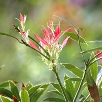 Pieris Japonica Flaming Silver - Japanische Lavendelheide