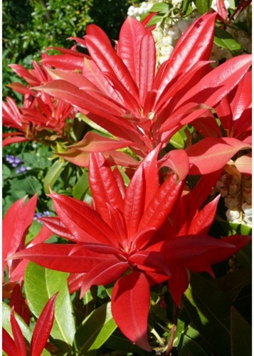 Pieris japonica Mountain Fire - JapanischeLavendelheide