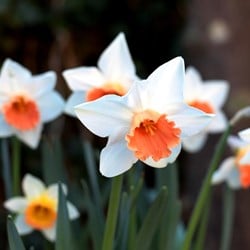 Narzissen Pink Charm - Narcissus