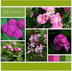 Beetpaket Rosa (12 Pflanzen: 2m²)
