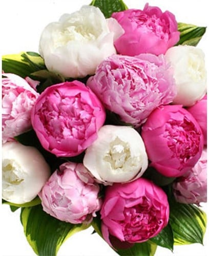 Pfingstrosen Mischung - Paeonia