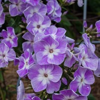 Vlambloem - Phlox paniculata Laura