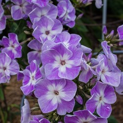 Phlox paniculata Laura - Flammenblummen