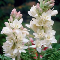 Polianthes tuberosa The Pearl (Grootverpakking) - Tuberroos