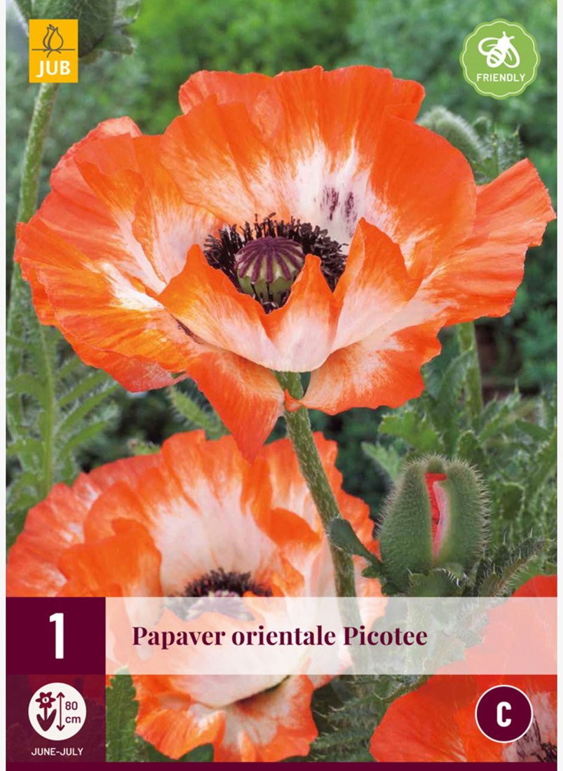 Mohnblume Picotee kaufen? Einfach online bestellen  Gartencenter Koeman