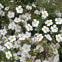 Potentilla Fruticosa Abbotswood - Ganzerik