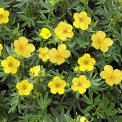 Potentilla Fruticosa Kobold - Ganzerik