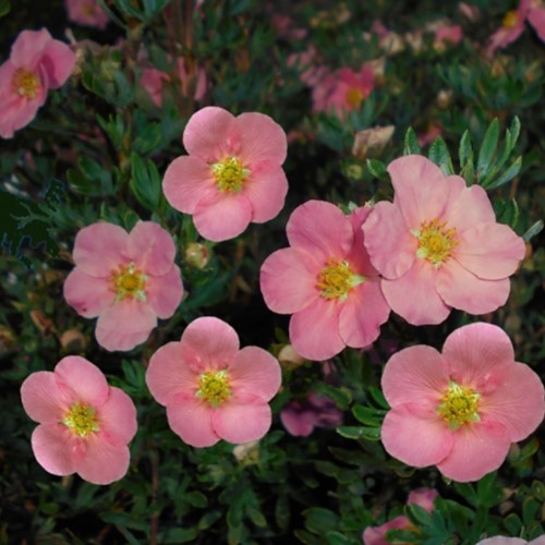 Potentilla Fruticosa Pink Queen - Ganzerik