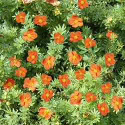 Potentilla Fruticosa Red Ace - Ganzerik