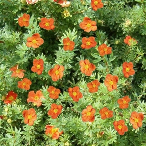 Potentilla Fruticosa Red Ace - Strauch-Fingerkraut