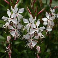 Prachtscharte Whirling Butterflies - Gaura lindheimeri