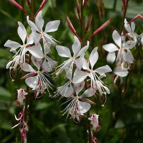 Prachtscharte Whirling Butterflies - Gaura ( Sechserpack)
