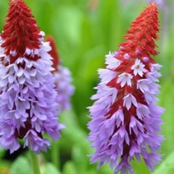 Primula Vialii - Kugel-Primel (Sechserpack)
