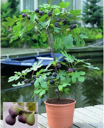 Feigenbaum - Ficus carica
