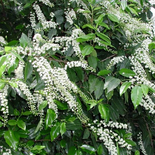 Prunus Lusitanica Angustifolia