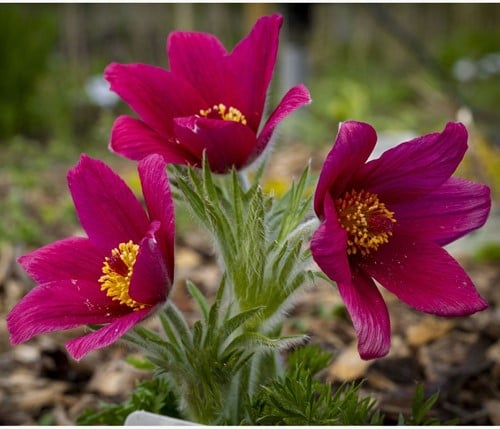 Pulsatilla vulgaris Rubra – Kuhschelle