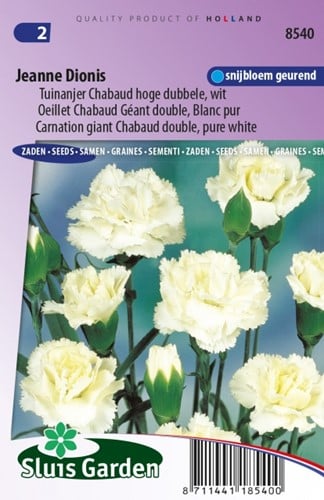 Nelke Jeanne Dionis Dianthus Chabaud