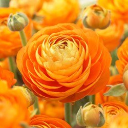 Ranunkel Orange - Doppel Orange