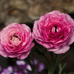 Ranunkel Rosa - Doppel Rosa