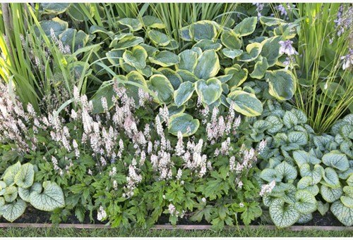 Garten Border Schattenpflanzen Modeste Herwig