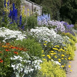 Tuinborder Wit, Blauw & Geel - Modeste Herwig (60 planten)