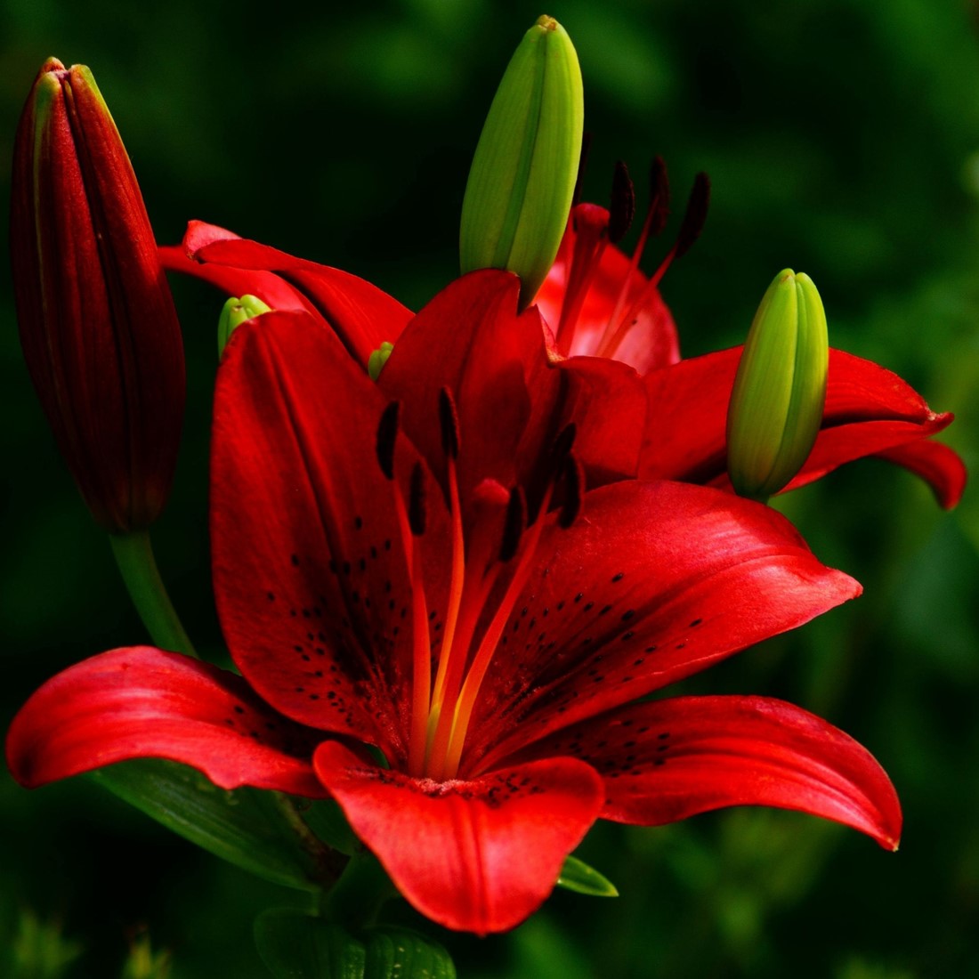 geranie zimmerpflanze kaufen Pelargonium Grandiflorum Judith