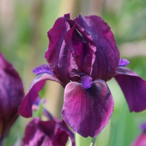 Iris Germanica Red Orchid - Deutsche Schwertlilie