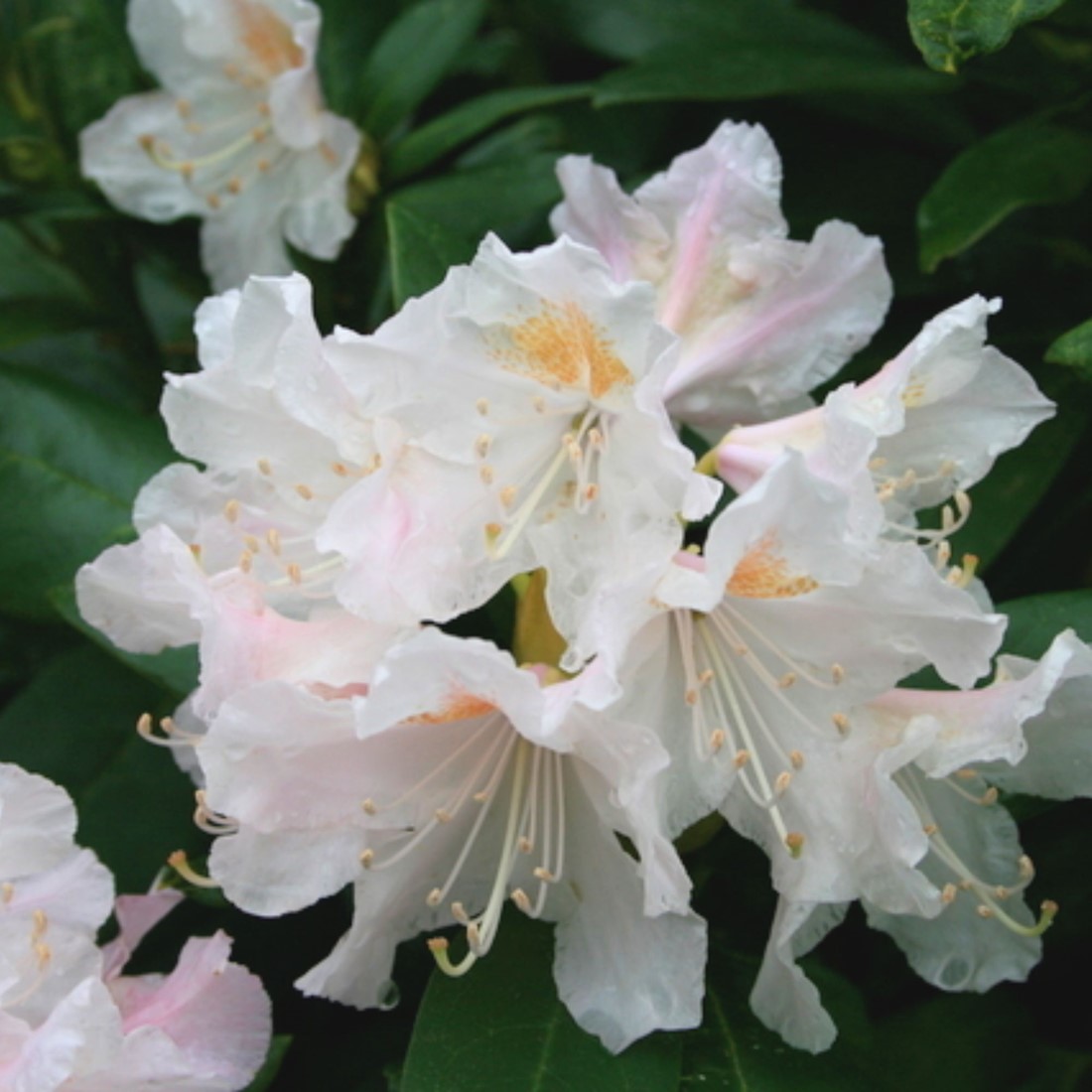 Rhododendron Cunninghams White kaufen? Einfach online bestellen   Gartencenter Koeman