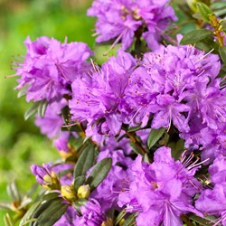 Rhododendron impeditum – Zwerg-Rhododendron